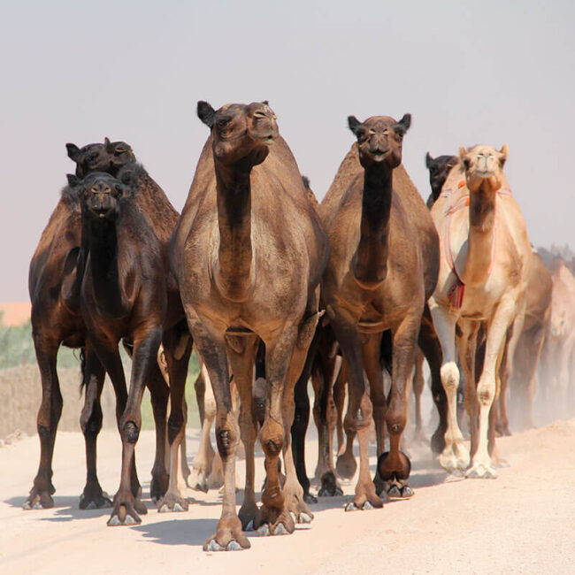 Caravana Camellos - El Cairo